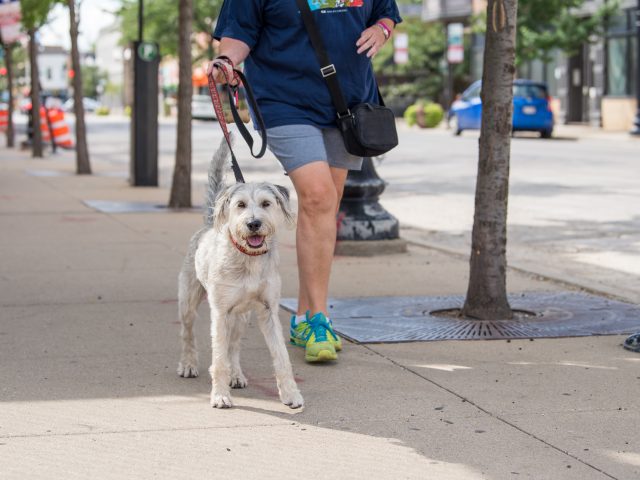 How Your Dog Can Help You Walk 10,000 Steps a Day