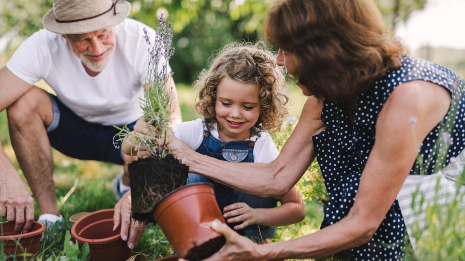 Senior grandparents and granddaughter gardening in the backyard garden.