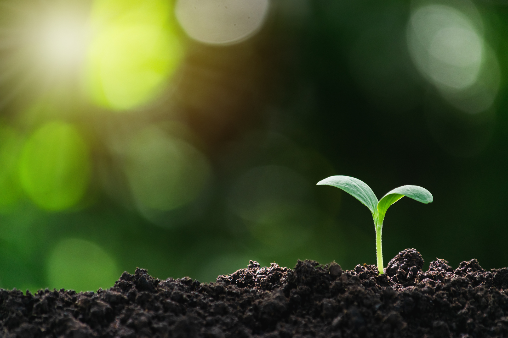 seedling in dirt